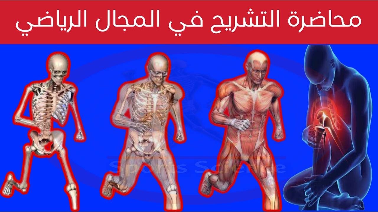 التشريح في المجال الرياضي