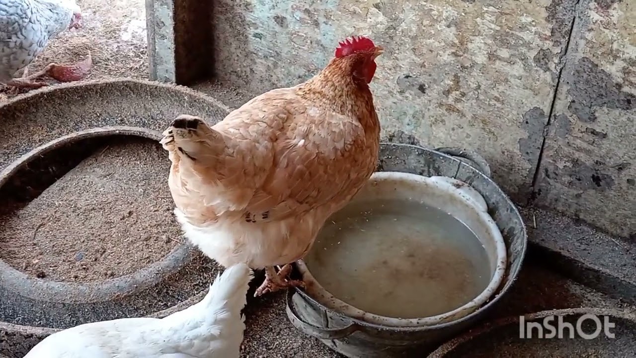 Եթե ձեզ դուր եկավ իմ տեսանյութը՝լայքեք և բաժանորդագրվեք ալիքին🤗 