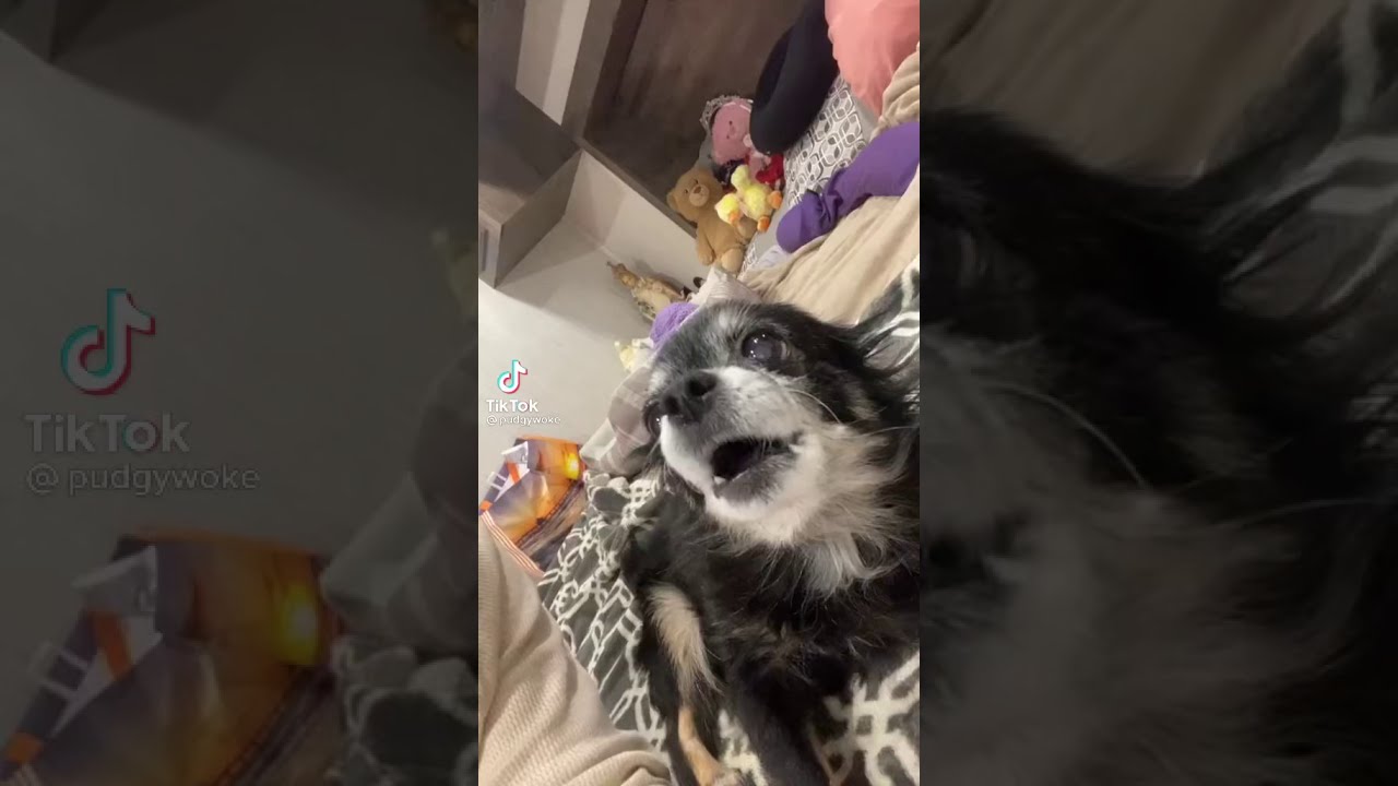 Pudgy the owa owa dog is very aggressive (pudgy owa owa) owa owa dog