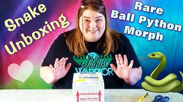 Beautiful Snake Unboxing | Ball Python Morph