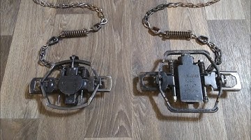 Best Traps For Coyotes and My Setup