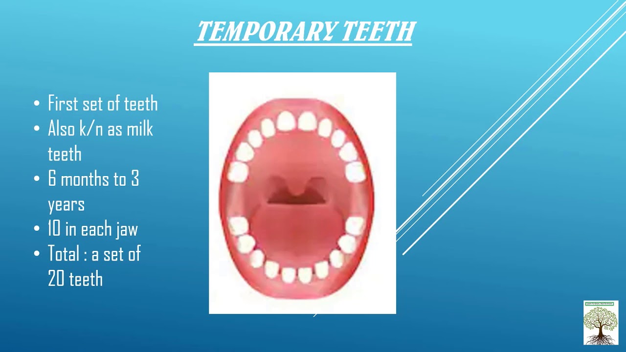 The Teeth Part 1 sets of teeth (Grade 4 ICSE Board)Learn To Grow, Not