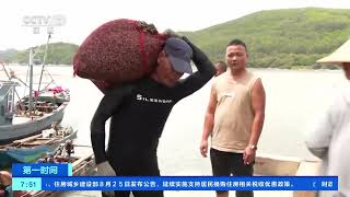[第一时间]福建云霄：海瓜子迎来收获旺季 鲜嫩可口走俏市场| 财经风云