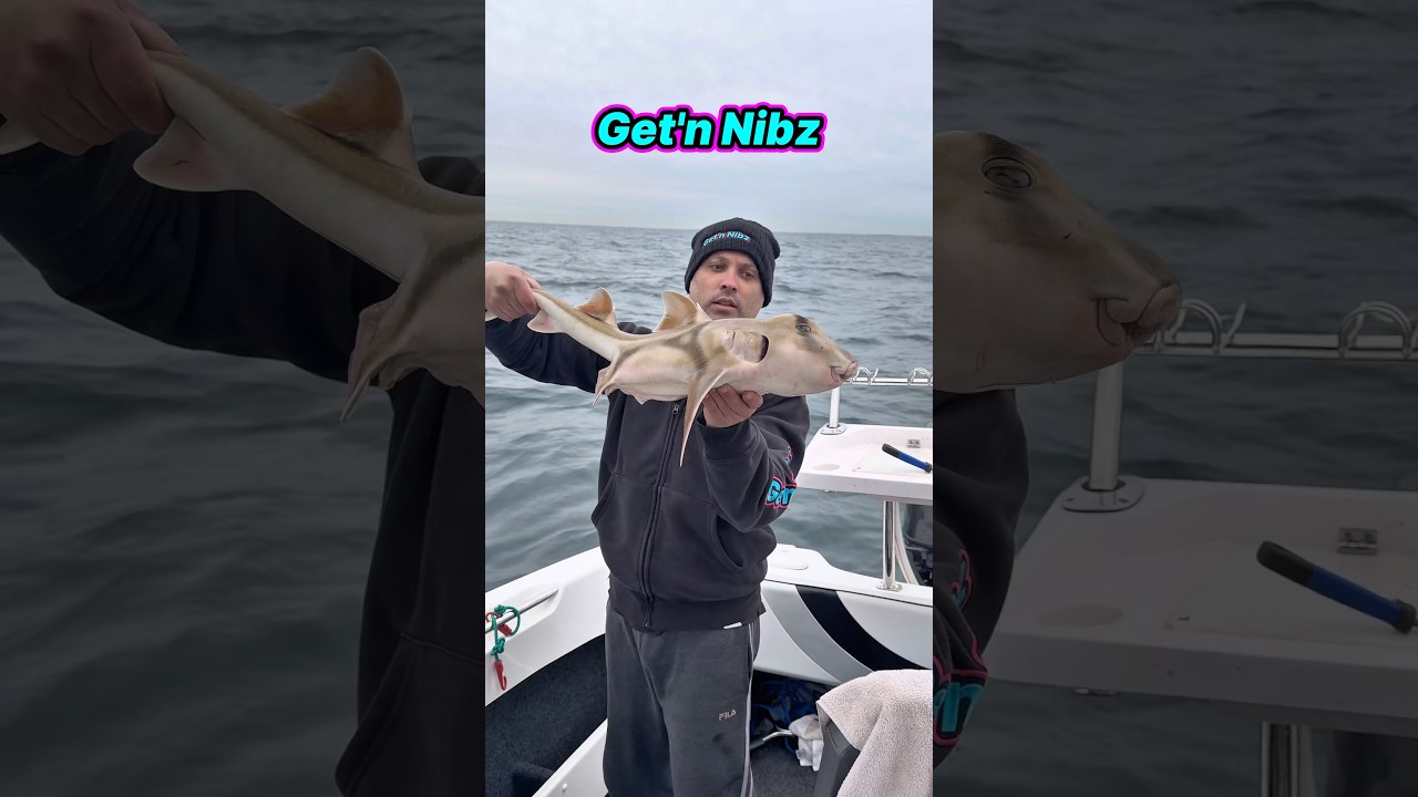 PJ Shark | Ugly or Cute??