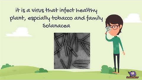 TMV short introduction