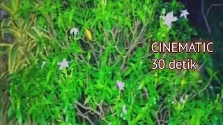 CINEMATIC 30 DETIK || NATURE CINEMATIC VIDEO