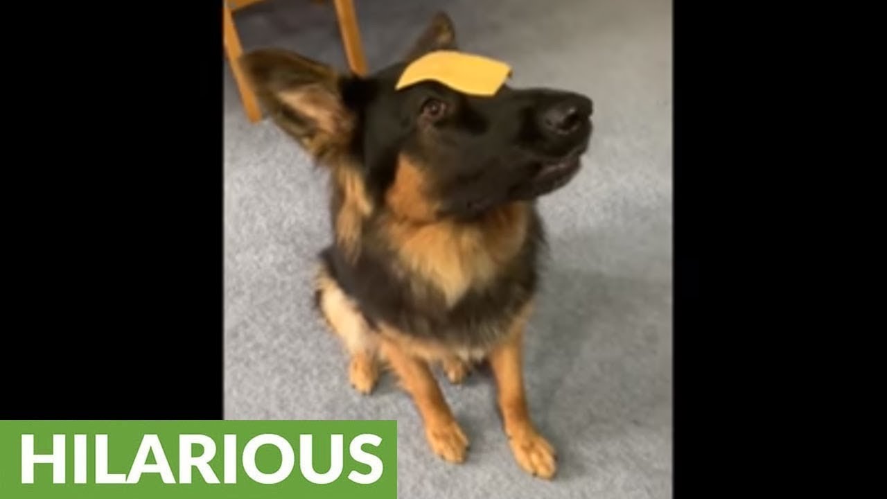videos for cats Cheese slice sends pup into hilarious freeze state