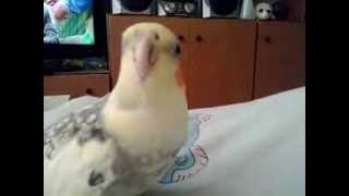 Gadająca papuga nimfa - Super słodki filmik !!