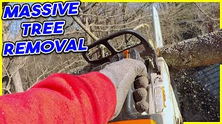 MASSIVE TREE REMOVAL - Anthony's Tree Removal | Habitually Henry