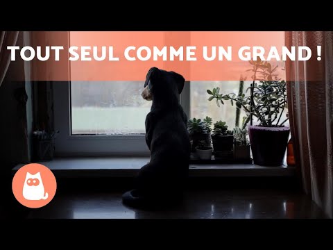 Vidéo: Votre chien est-il en sécurité quand il est seul à la maison? 5 conseils à connaître