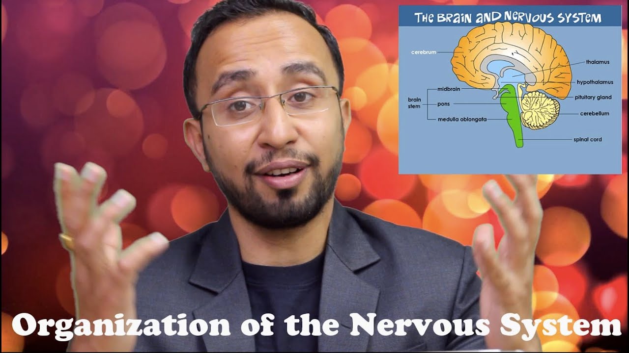 Neuroanatomy Lecture 1 || Organization of Nervous System ...
