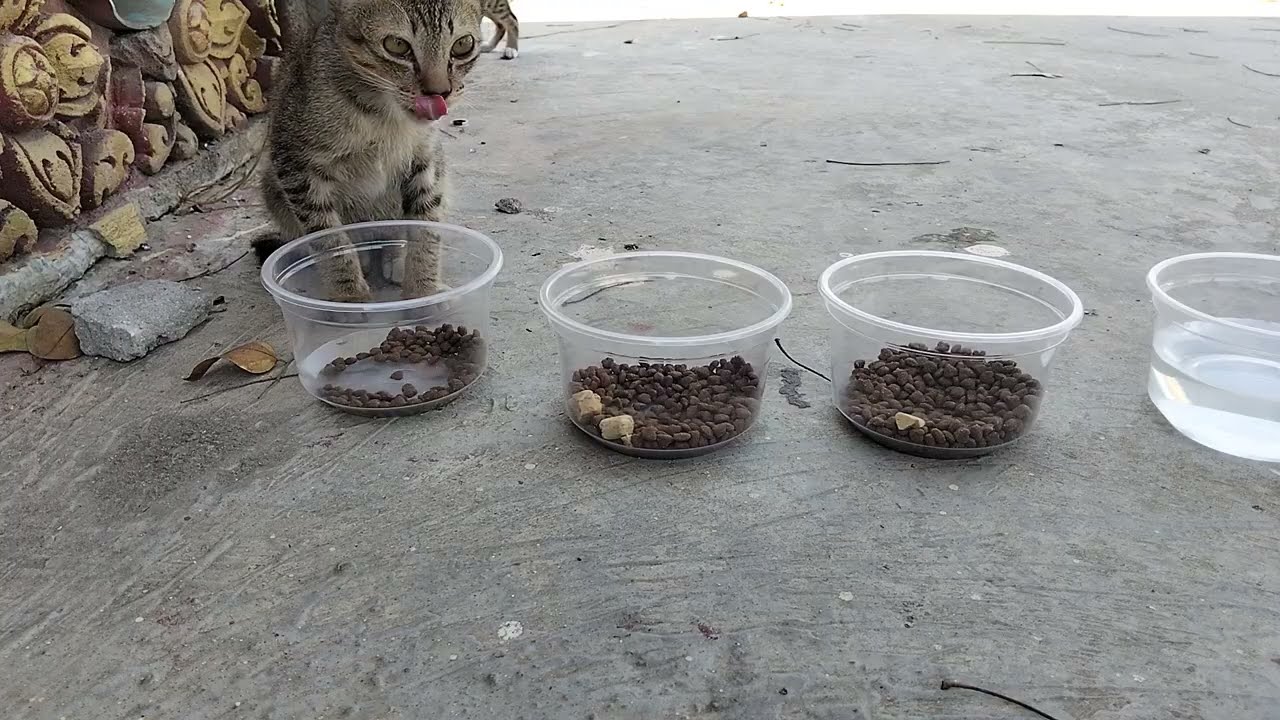 Met three Kittens living on the Temple So Pity. Happy to feed them..