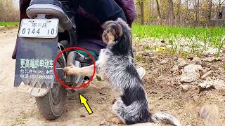 ”Please Help Me, I Have No Home.” The Stray Dog Stopped The Car On The Roadside And Shouted For Hel