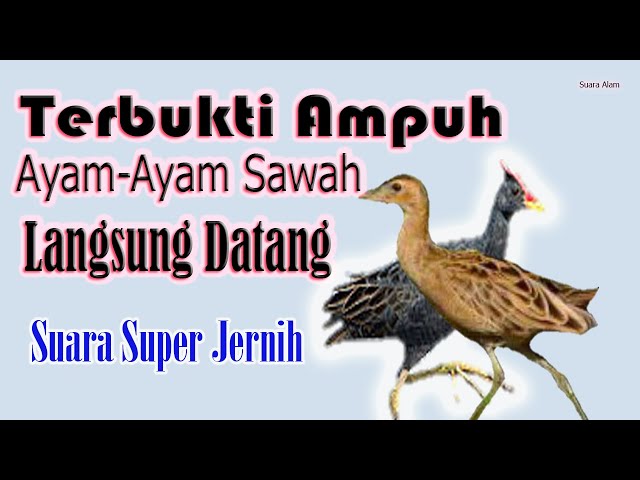 Suara Alam: Suara Pikat Burung Ayam-Ayam Sawah class=