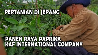 KERJA PERTANIAN DI JEPANG | PANEN RAYA PAPRIKA KAF INTERNATIONAL COMPANY