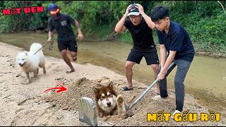 Nguy Rồi! Đào Mộ Tìm Gấu Alaska Khổng Lồ, Kẻ Mặt Đen Bắt Gấu Trắng Samoyed Vào Gầm Cầu