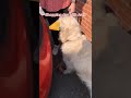 Sweet dog helps owners take groceries inside.