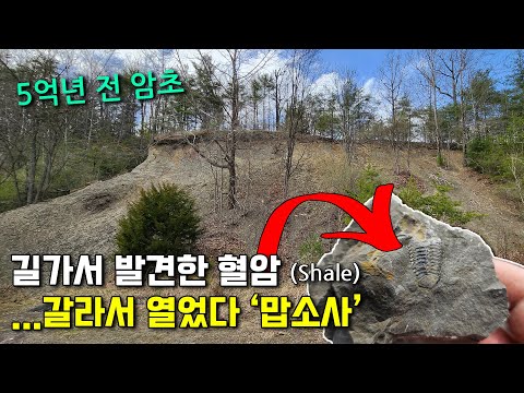 5억년 전의 <strong>삼엽충</strong> 화석을 이렇게 쉽게 발굴할 수 있다니...