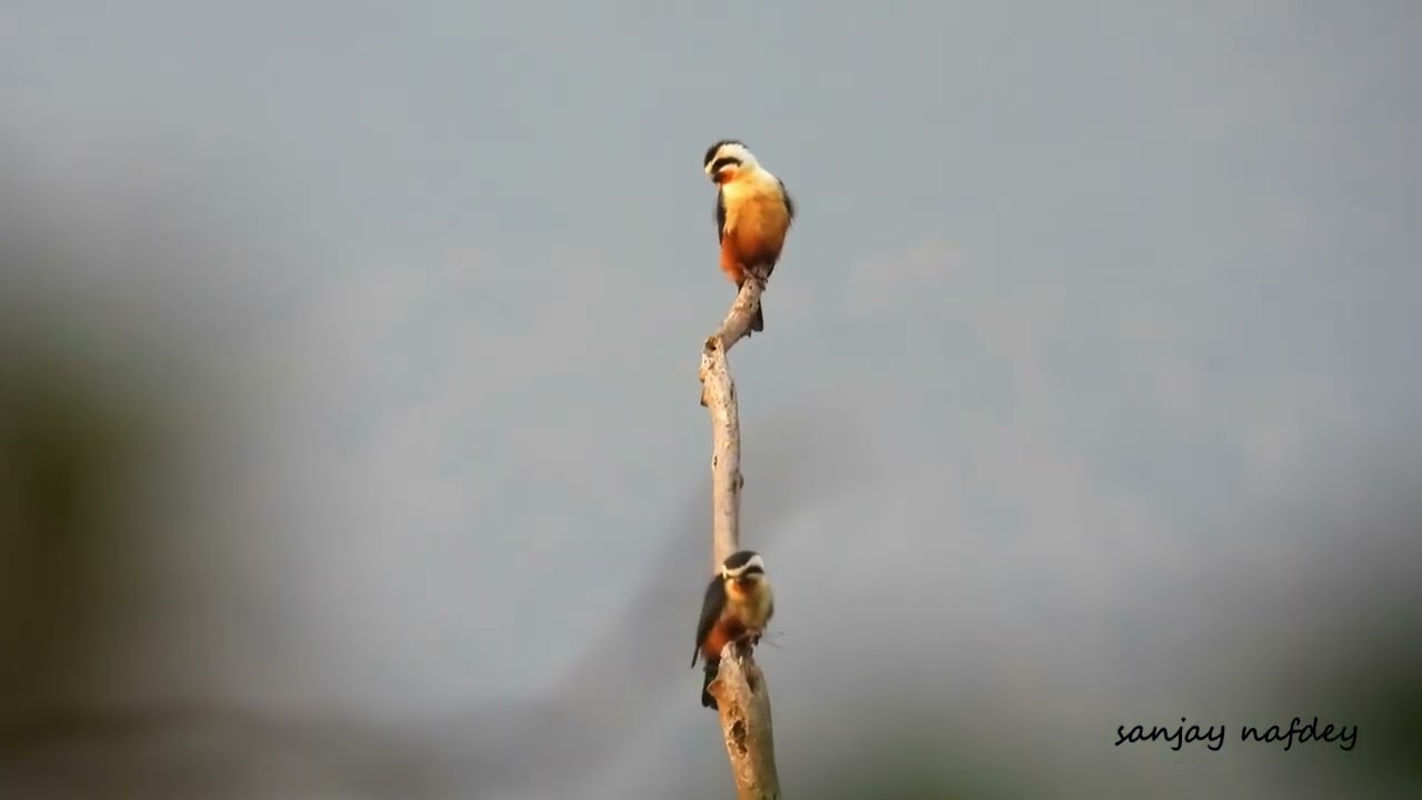Collared falconet (Microhierax caerulescens) seen feasting on Dragofly...more
