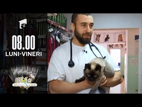 Video: Animalele De Companie Trebuie Sterilizate?