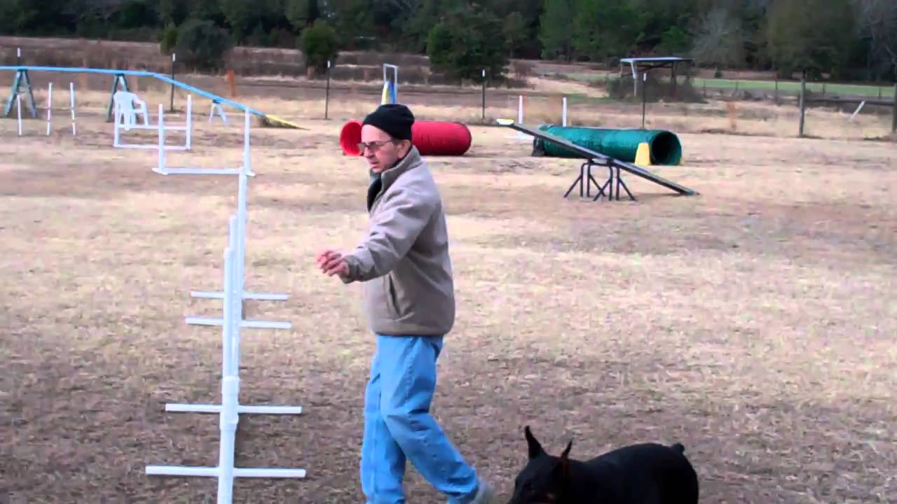 Dog Max Inc Agility Class Jan 4, 2011e