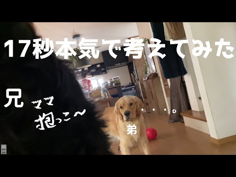 甘える兄を見てマザコンだと確信したゴールデンレトリバー
