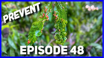How to Prevent Peach Leaf Curl￼ 🍑 🍃 (Ep. 48)