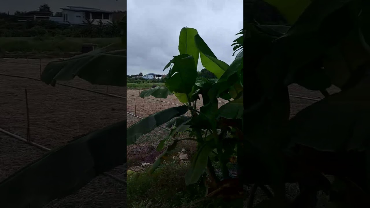 ที่ดินตำบลบึงพระ อ.เมือง จ.พิษณุโลก ตารางวาละ 7,000บ.