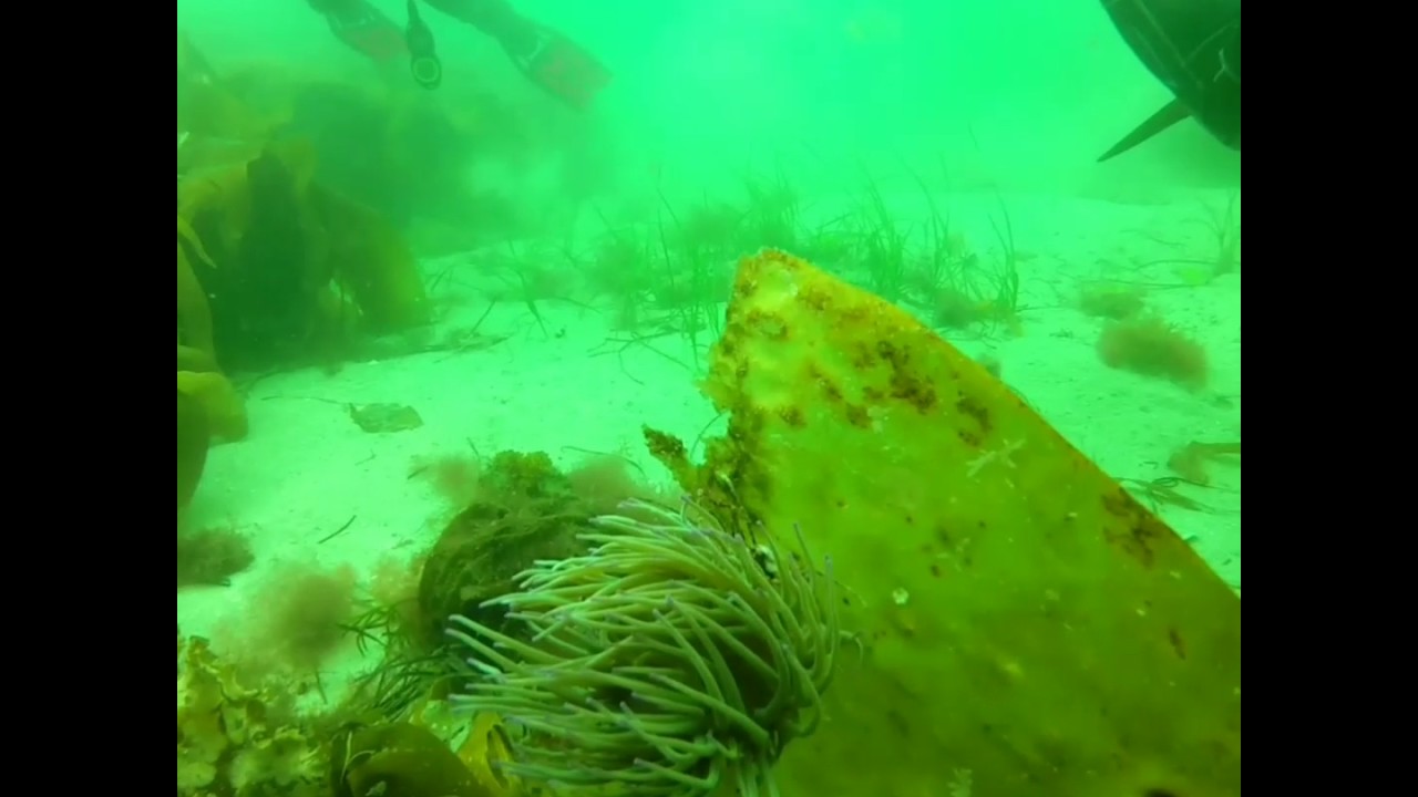 Open water course PADI Ireland