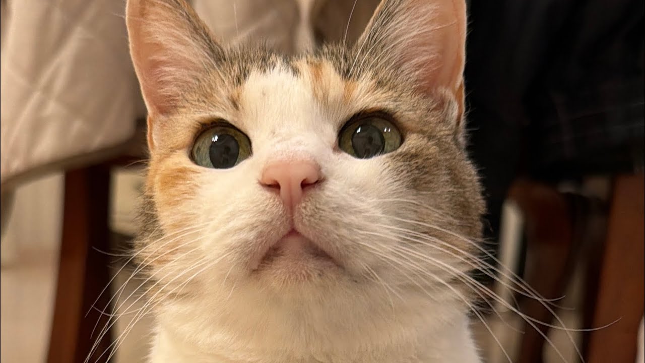 高齢の先住猫とやんちゃ坊主の新入りの関係に変化?!【里親になり2週間】