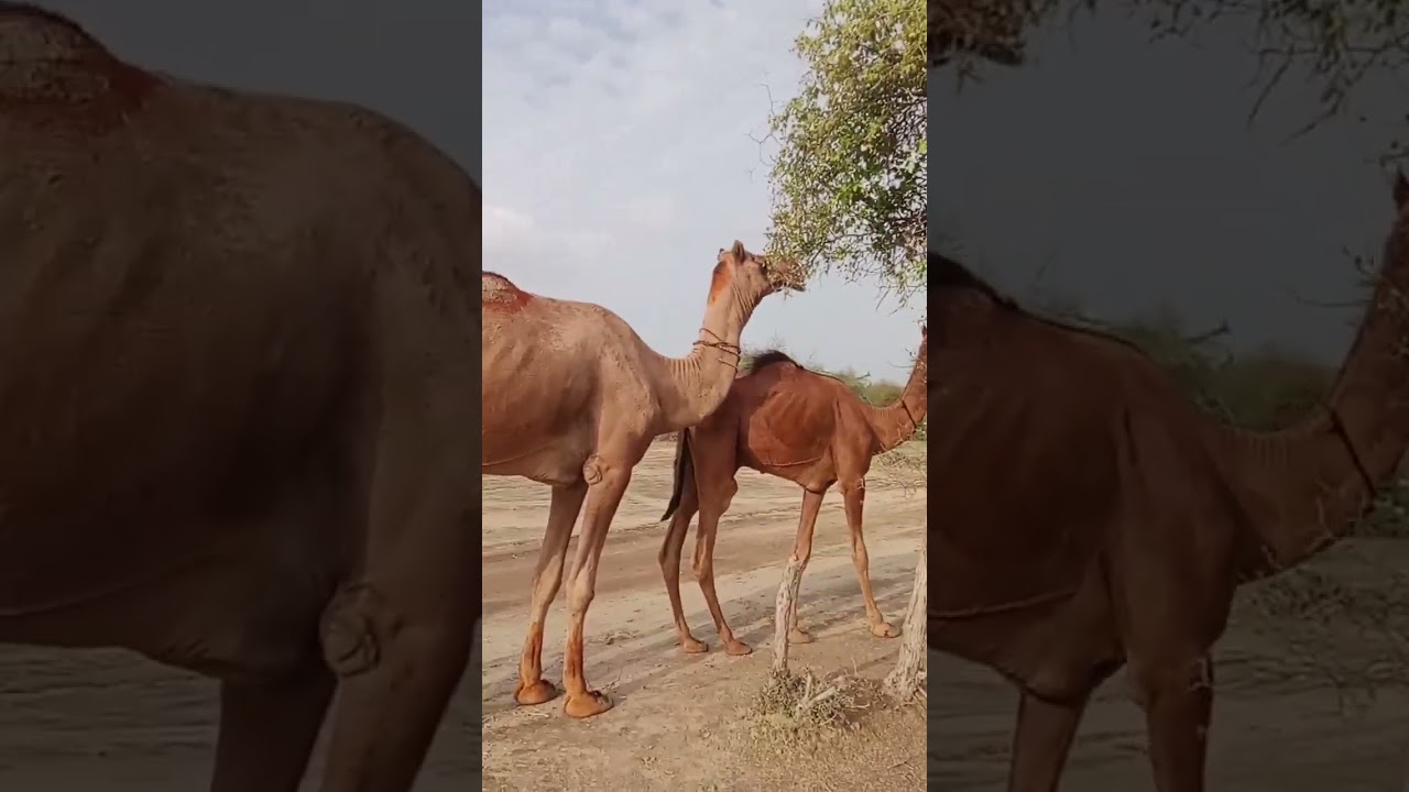 Camel Mating Season inDesert | مشهد طبيعي لتزاوج الجمال في الصحراء