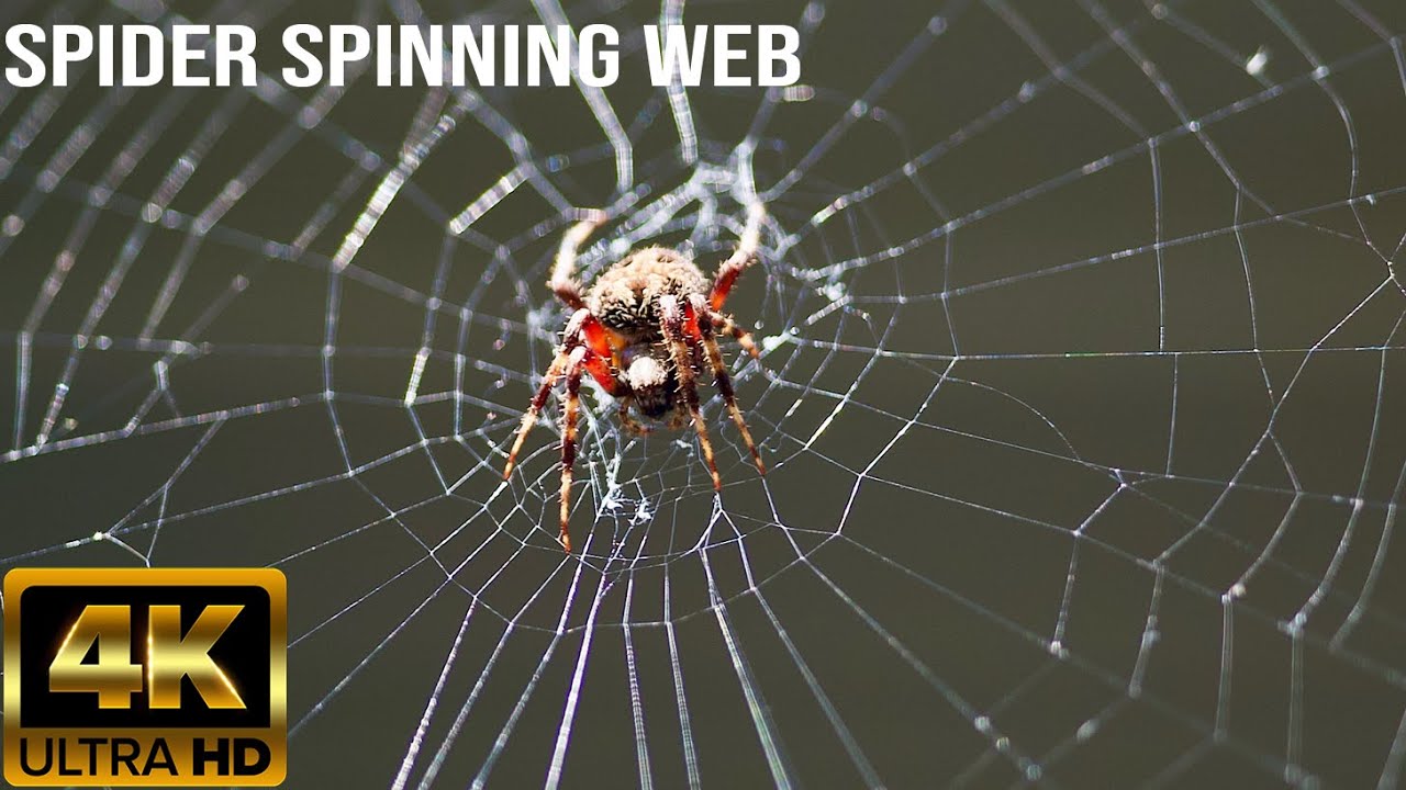 Spiders Making Web Step By Step Spider Spinning Its Web How Does