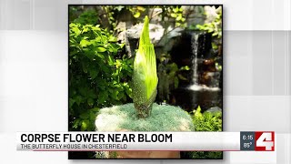 Butterfly House to display corpse flower for first time; MoBOT’s 16th corpse flower bloom