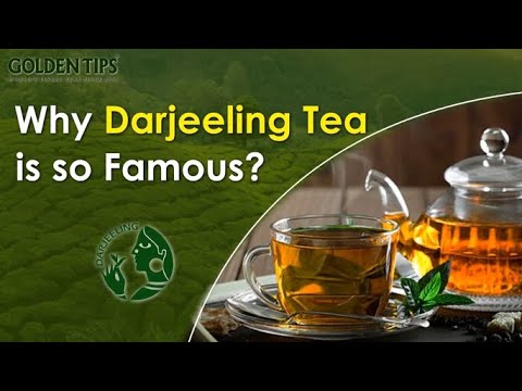 Why Darjeeling Tea is Famous in the World | Darjeeling Tea Recipe | Golden Tips Tea - video from Golden Tips Teas