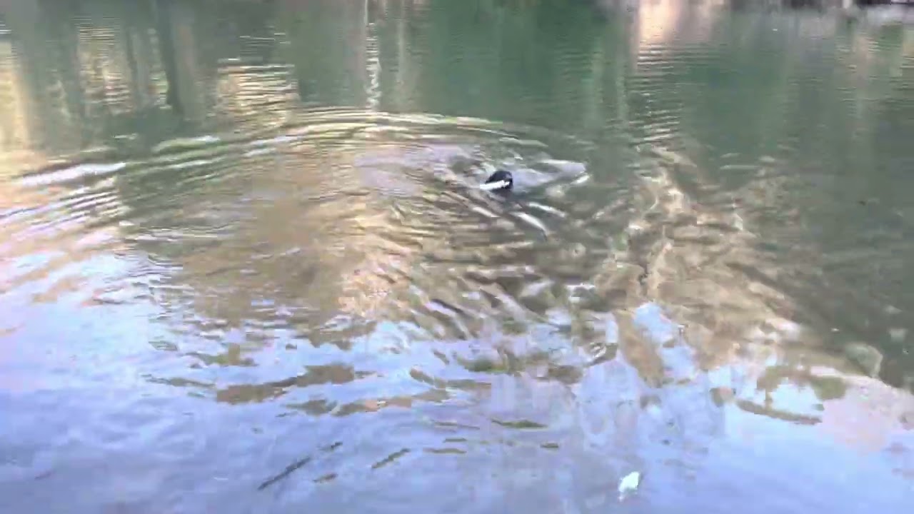 Versatile Dog on water retrieves