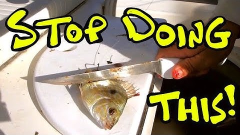 How to use Pinfish for Bait - The Best Way to Rig a Live Pinfish!