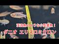 渓流魚のような縞模様が素敵な小型種「ダニオ エリスロミクロン」をご紹介！
