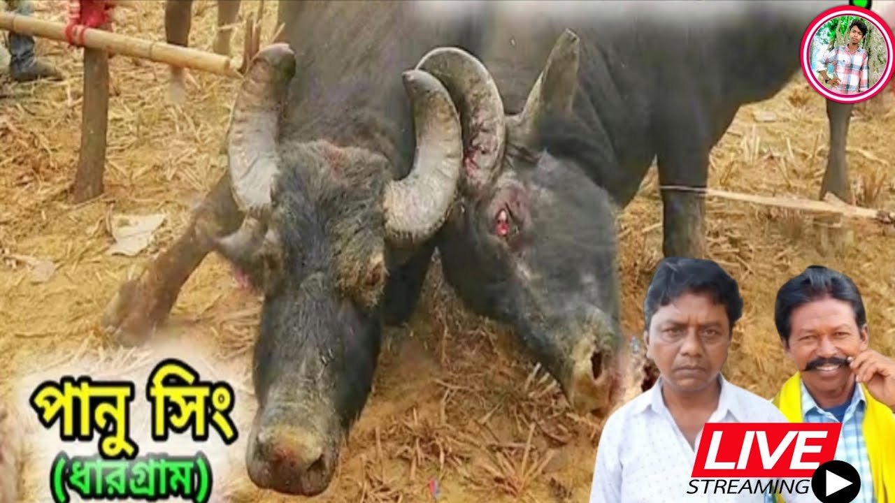 🙏সরবেড়িয়া আসর থেকে সরাসরি এক নম্বর খেলা লাইভ Live পানু সিং vs লক্ষীকান্ত মাহাত Suku_Babu_0.7 is l