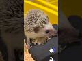Animal Cute 🦔 Ouriço fofinho 🥰