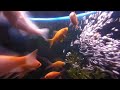 VR of Goldfish swimming in bubbles