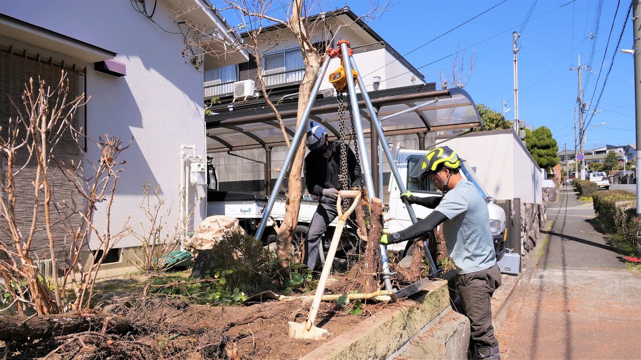歩道に張り出したカイヅカイブキの伐採・抜根！！
