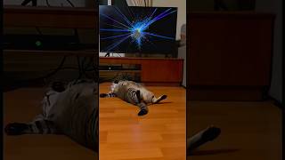 Cat Tumne Mera TV Kyon tod Diya 😺 #cat #shorts