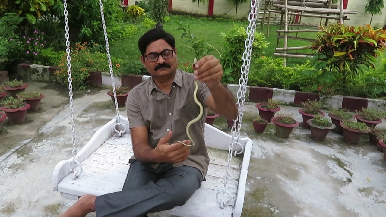 Dendrelaphis tristis visits us at our home