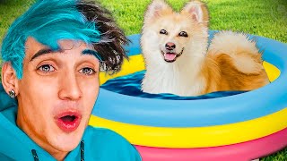 12 Formas De Hacer Feliz A Tu Perro Challenge De Tik Tok Reto