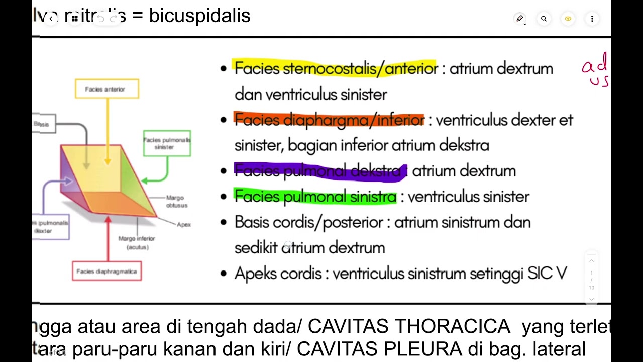Materi anatomi tentang Cardiovascular system - part 1 by aisy