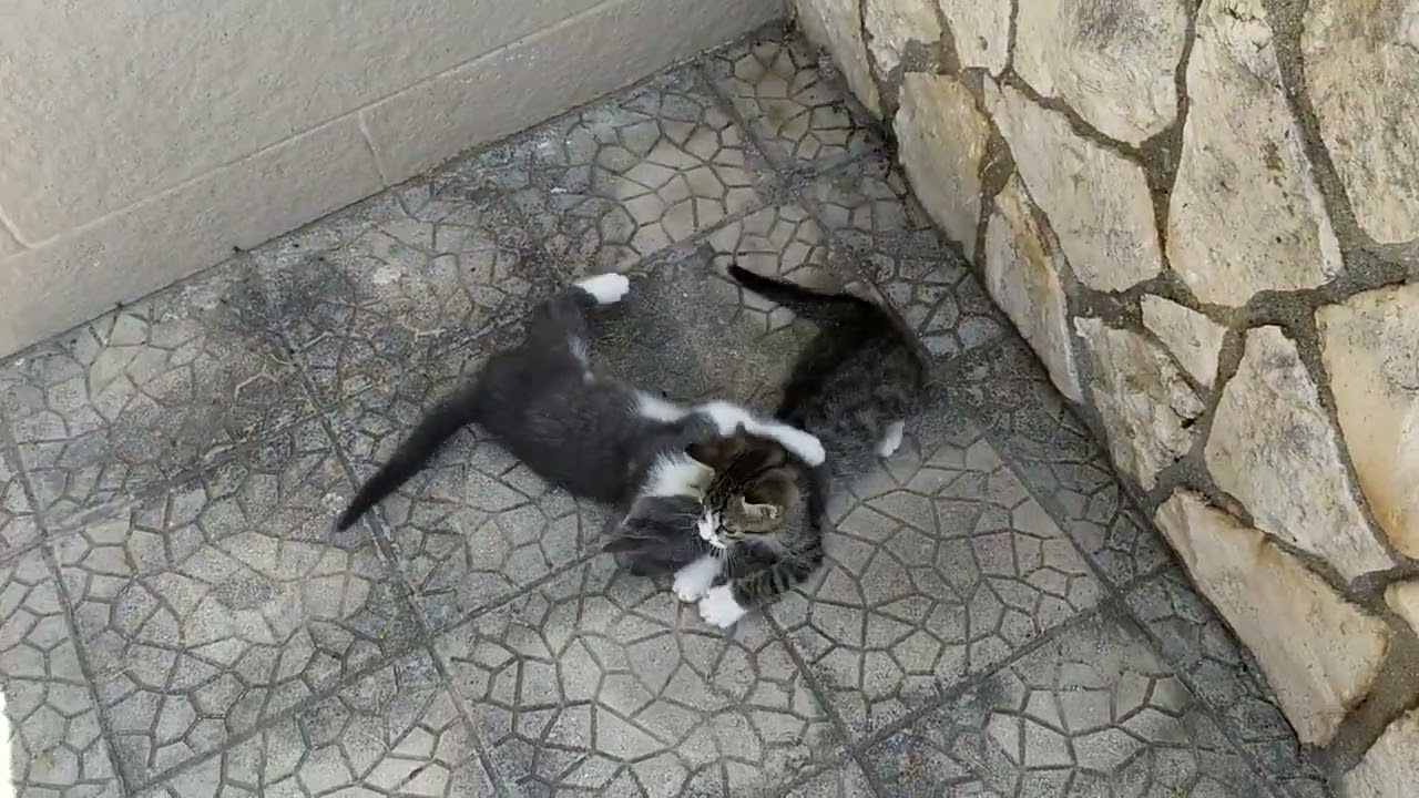 VID 20230531 1109201