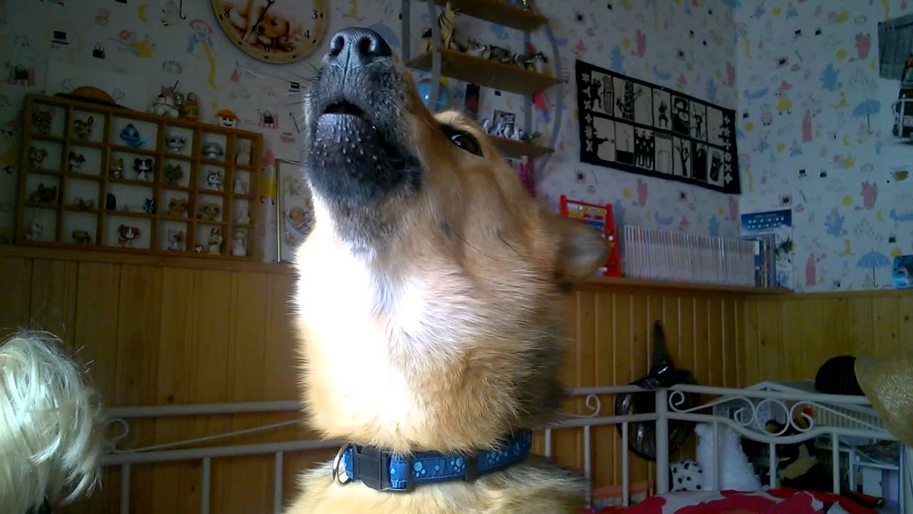 Kodan fantastinen ulvonta