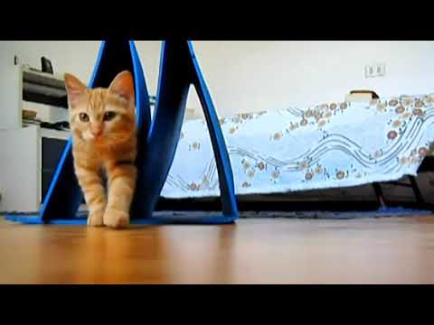 Trasformare un tappetino fitness in un gioco per gatti