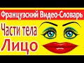 Французский Видео-Словарь "Части Тела. Лицо"