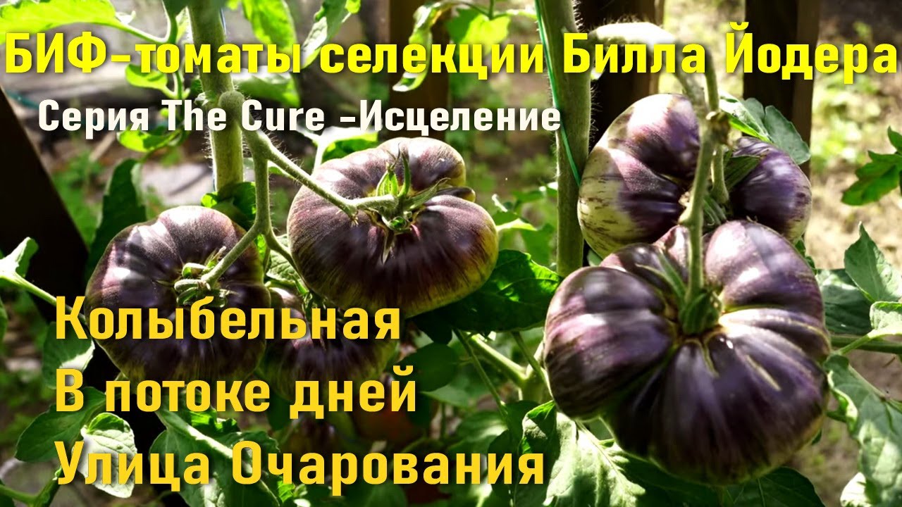 Томаты БИФ - Новинки серии Билла Йодера The Cure - Колыбельная - Улица Очарования - В потоке дней
